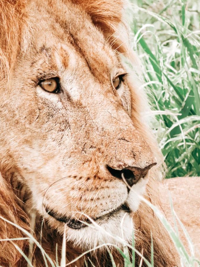 Rhino Sands Safari Camp Manyoni Private Game Reserve المظهر الخارجي الصورة
